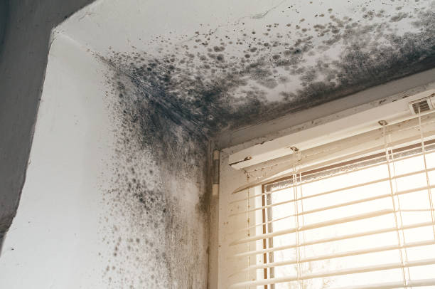 Affordable Mold Cleanup solutions in Lyons, CO
